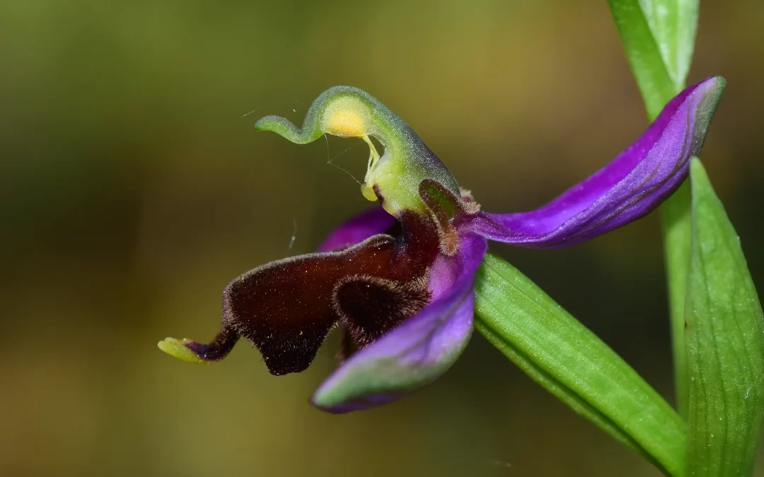 ORQUÍDEA ALMARACENSIS